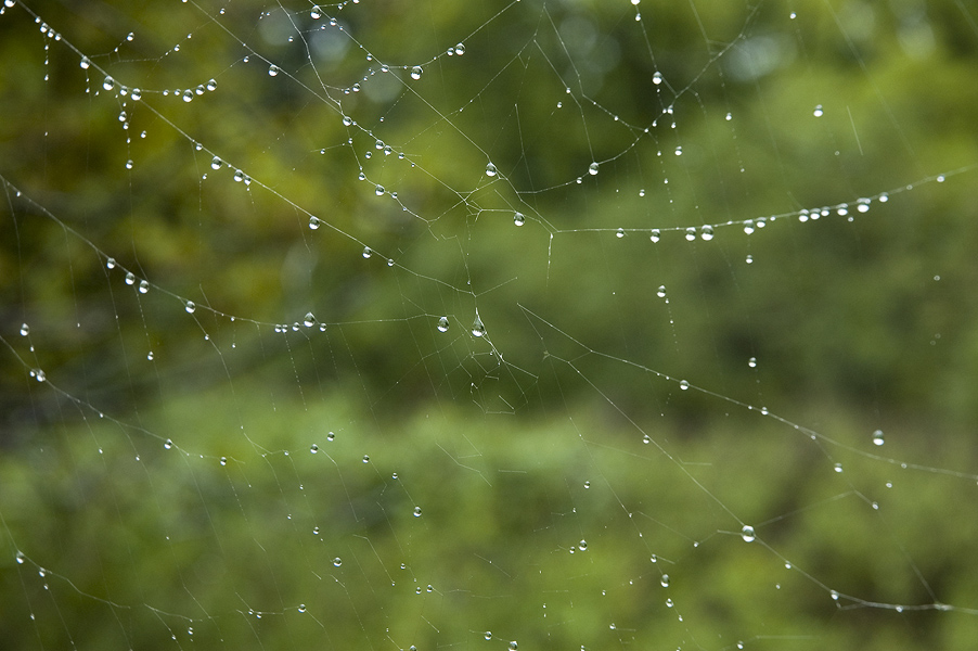 _Spiderweb070823