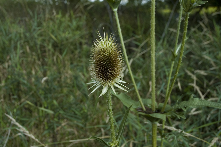 _Teasel070824