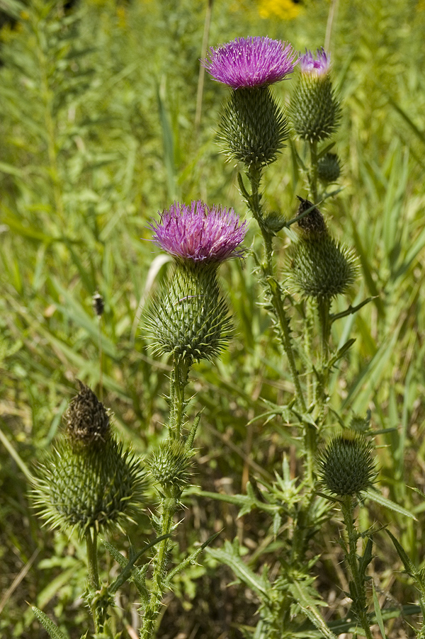 _Thistle070824